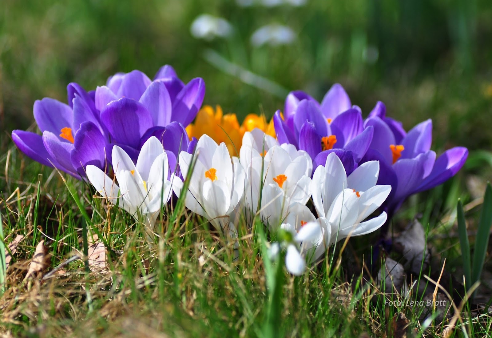 Dlaczego Krokus Jest Rośliną Wieloletnią Livet på Axtorp: 146. KROKUS