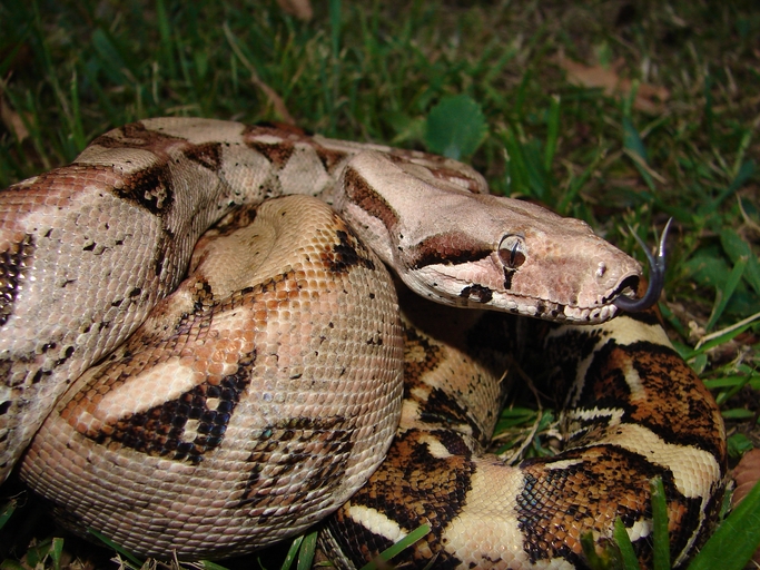 Animal Pictures Hogg Island Boa