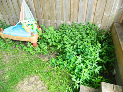 Upper Beaches backyard cleanup before Paul Jung Gardening Services Toronto Upper Beaches backyard cleanup before Paul Jung Gardening Services Toronto