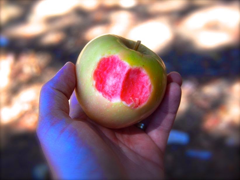 TYWKIWDBI ("TaiWikiWidbee") This is a "redfleshed apple"