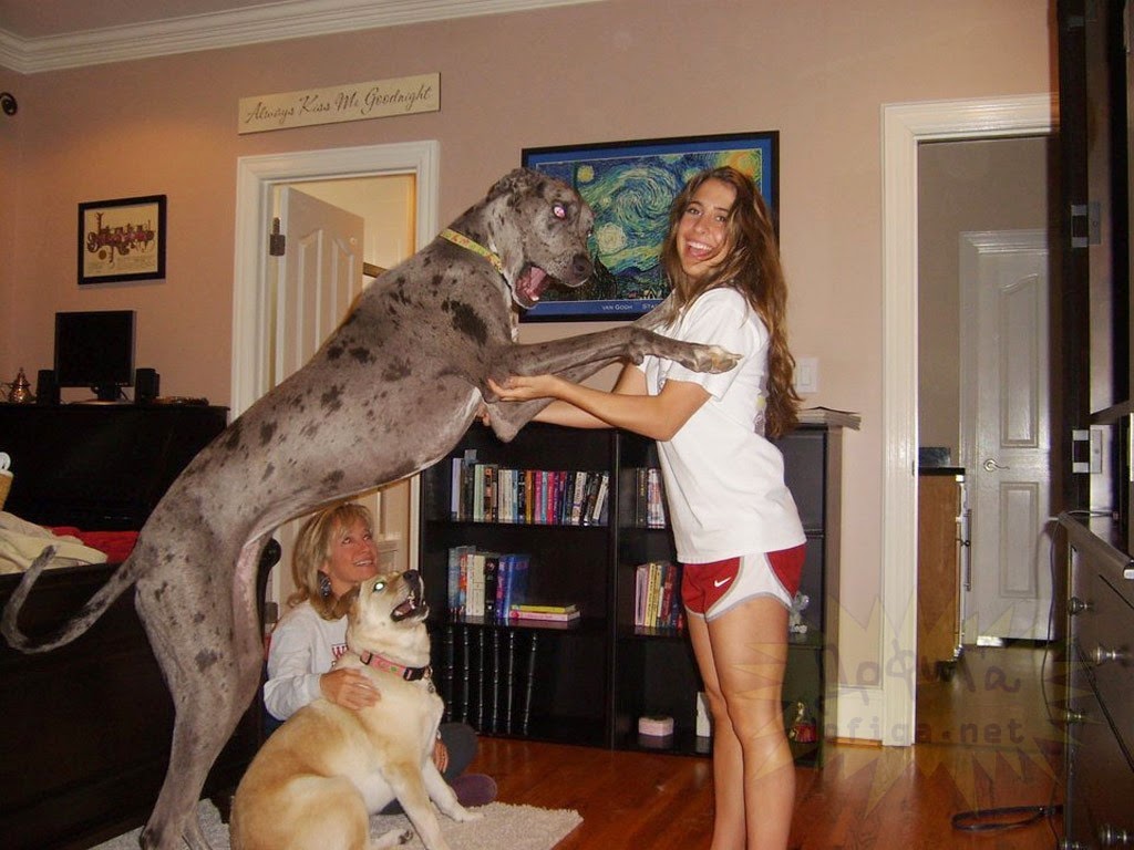Зоо муж с собакой. Девушка с огромным догом. Самый большой пес. Большая собака с хозяйкой. Дог огромный с хозяйкой.