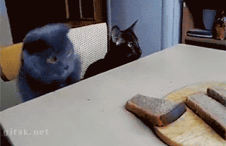 Funny cats - part 254, funny cat gifs, best cat gif