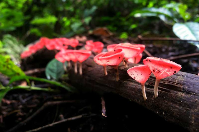 เห็ดแชมเปญ หรือ เห็ดถ้วยชมพู Tarzetta  Rosea ( Rea)  Dennis เห็ดแชมเปญ หรือ เห็ดถ้วยชมพู Tarzetta  Rosea ( Rea)  Dennis
