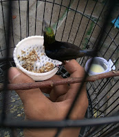 Kolibri Ninja Makan Kroto Cara Memberikan kroto pada ninja