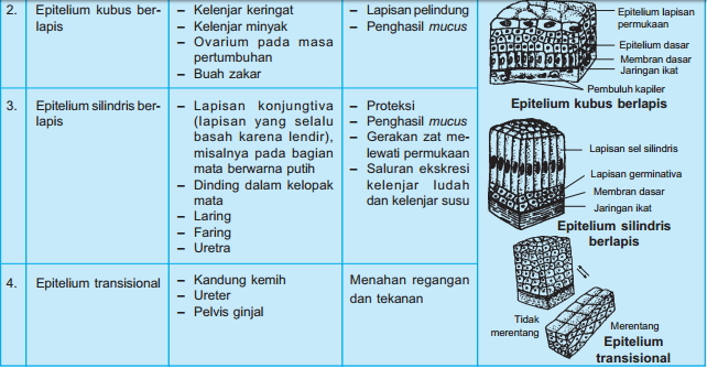 Jenis Jaringan  Epitel Struktur Dan Fungsinya Berbagi 