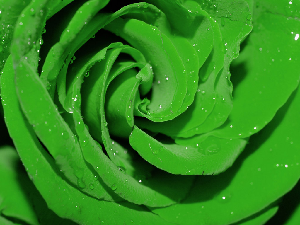 Rose Wallpaper: Green Rose HD Wallpaper Download Free