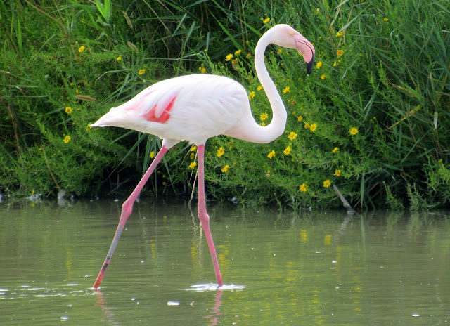 Flamencos en la Camarga
