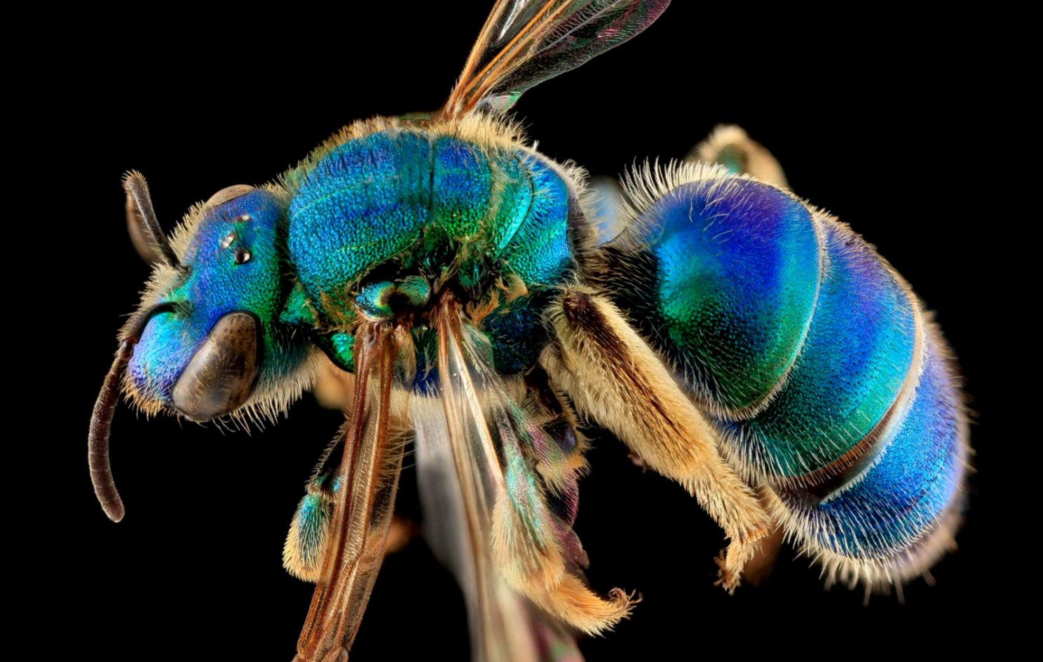 Blue and Green Metallic Bee