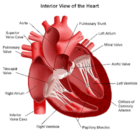jantung 8 Langkah Membuat Jantung Anda Lebih Sehat