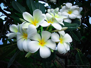 Exotic Blooming White Frangipani Flowers In The Garden, North Bali, Indonesia