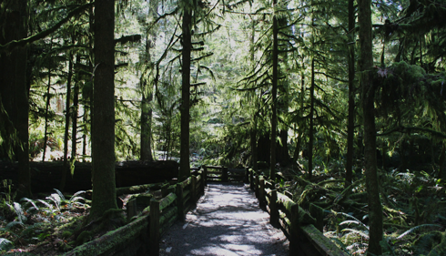 Cathedral Grove Vancouver Island BC
