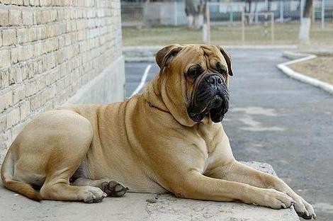 Dog Photo: Mastiffs Dog Wallpaper