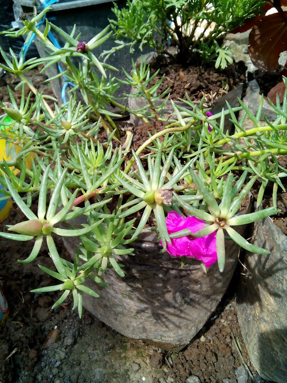 Foto Tanaman Hias Kecil Berbunga Pink | Katabah Komarudin Tasdik