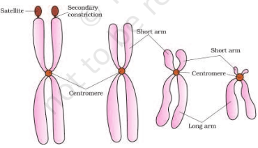 Types of chromosomes on number of centromere