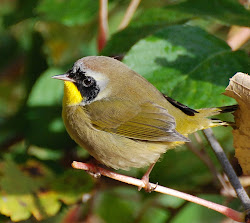 Bog Birds