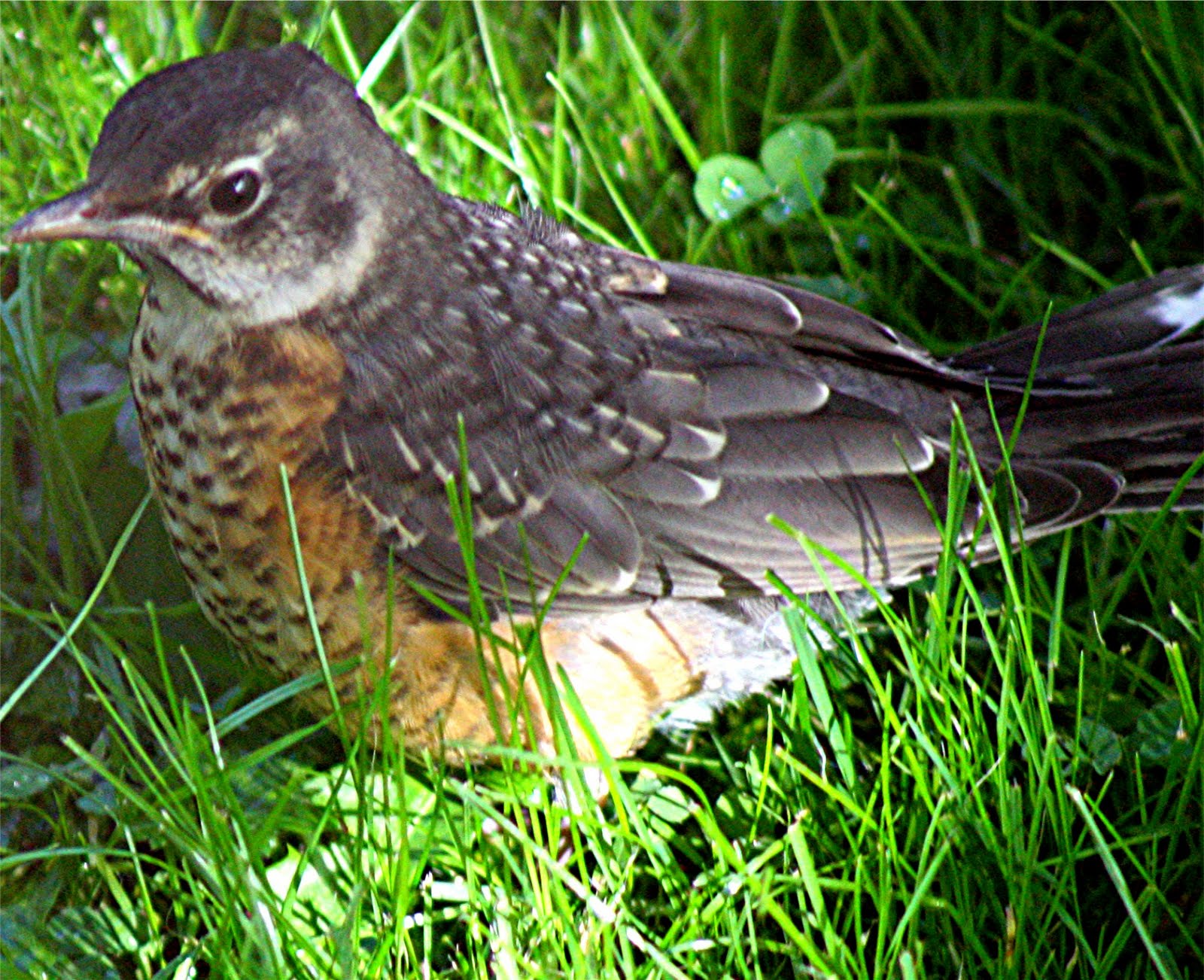 nature tales and camera trails Young Robin outside my window