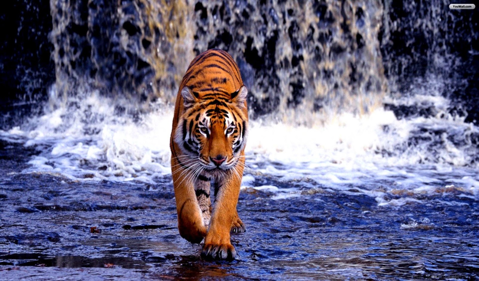 Bengal Tiger Waterfall
