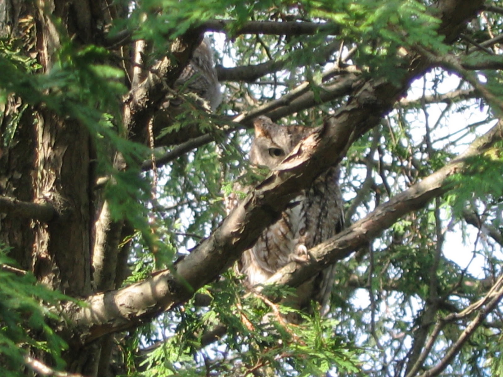 'Burg Birder Lure of the Owl