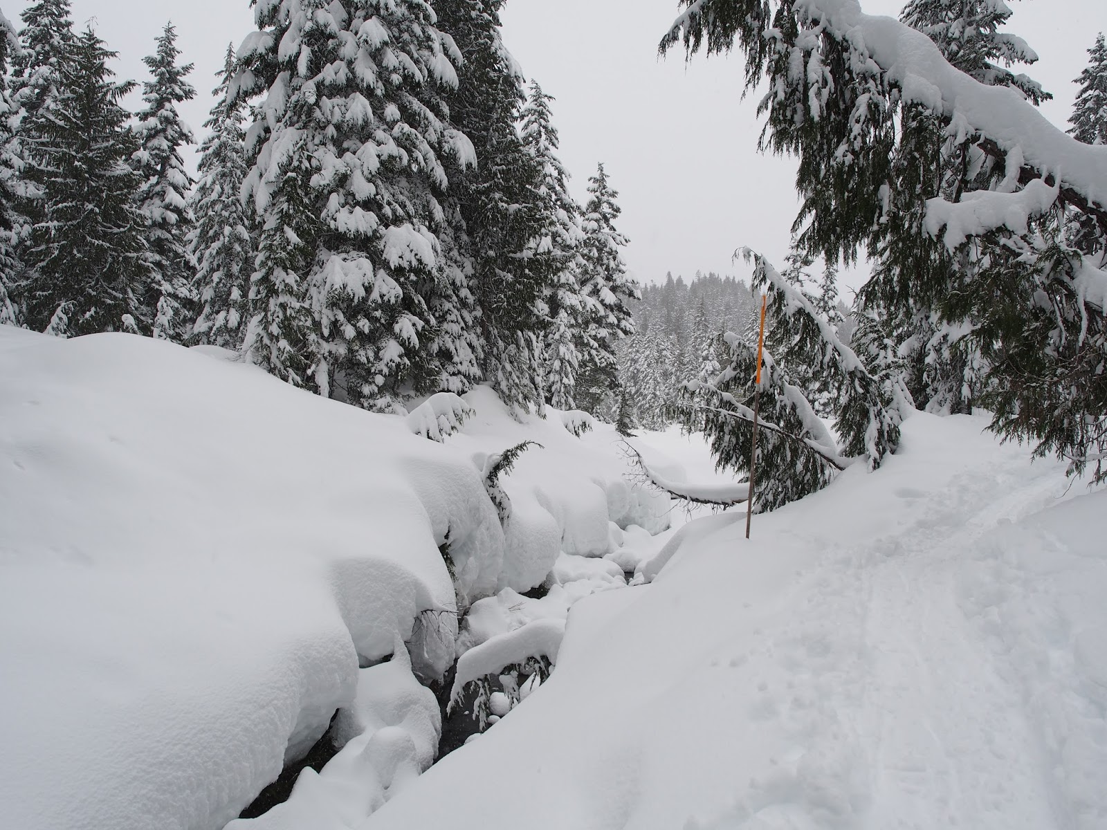 のせぞ的マイペース日記 In Vancouver 3月 17