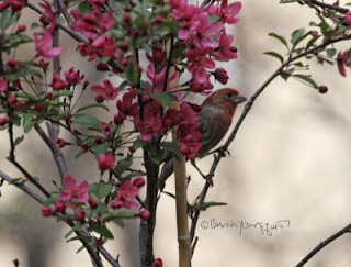 House Finches are one of many types of birds featured in Patricia Youngquist's book, Words In Our Beak Volume One, available in Apple's iBook's store and on Amazon.