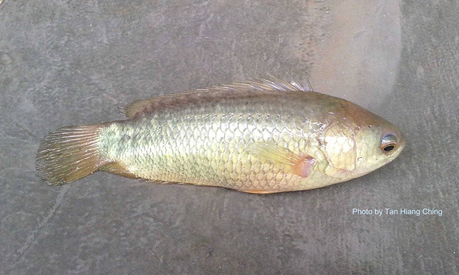 Fish And Fishing In Tanjung Leman Freshwater Fish Identification