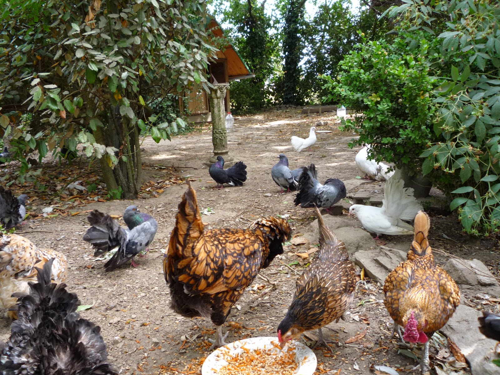 to the Holistic Hen Sharing Experiences Raising Organic