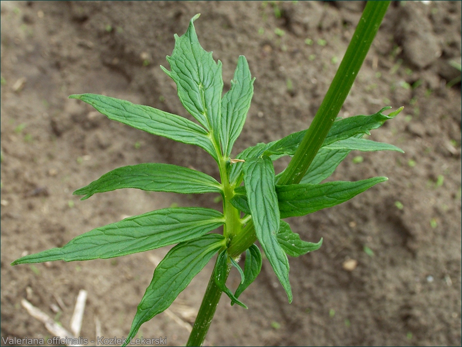 Valeriana officinalis - Kozłek Lekarski