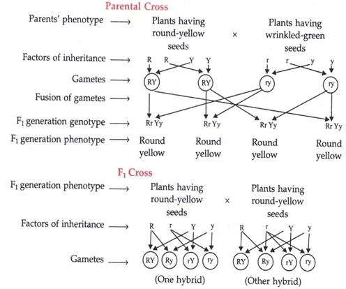 Gene def here4 - आनुवांशिकी मानव के वंशानुगत गुणों को कैसे परिभाषित करती है