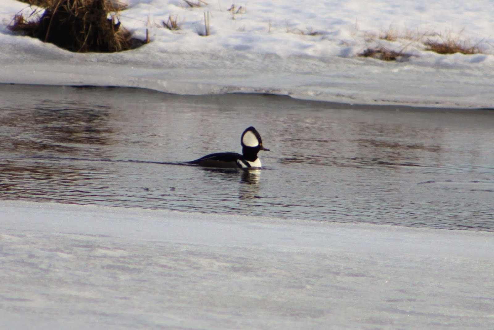 Hooded Mergansers Sticky River Basin Sebago Lake, Maine