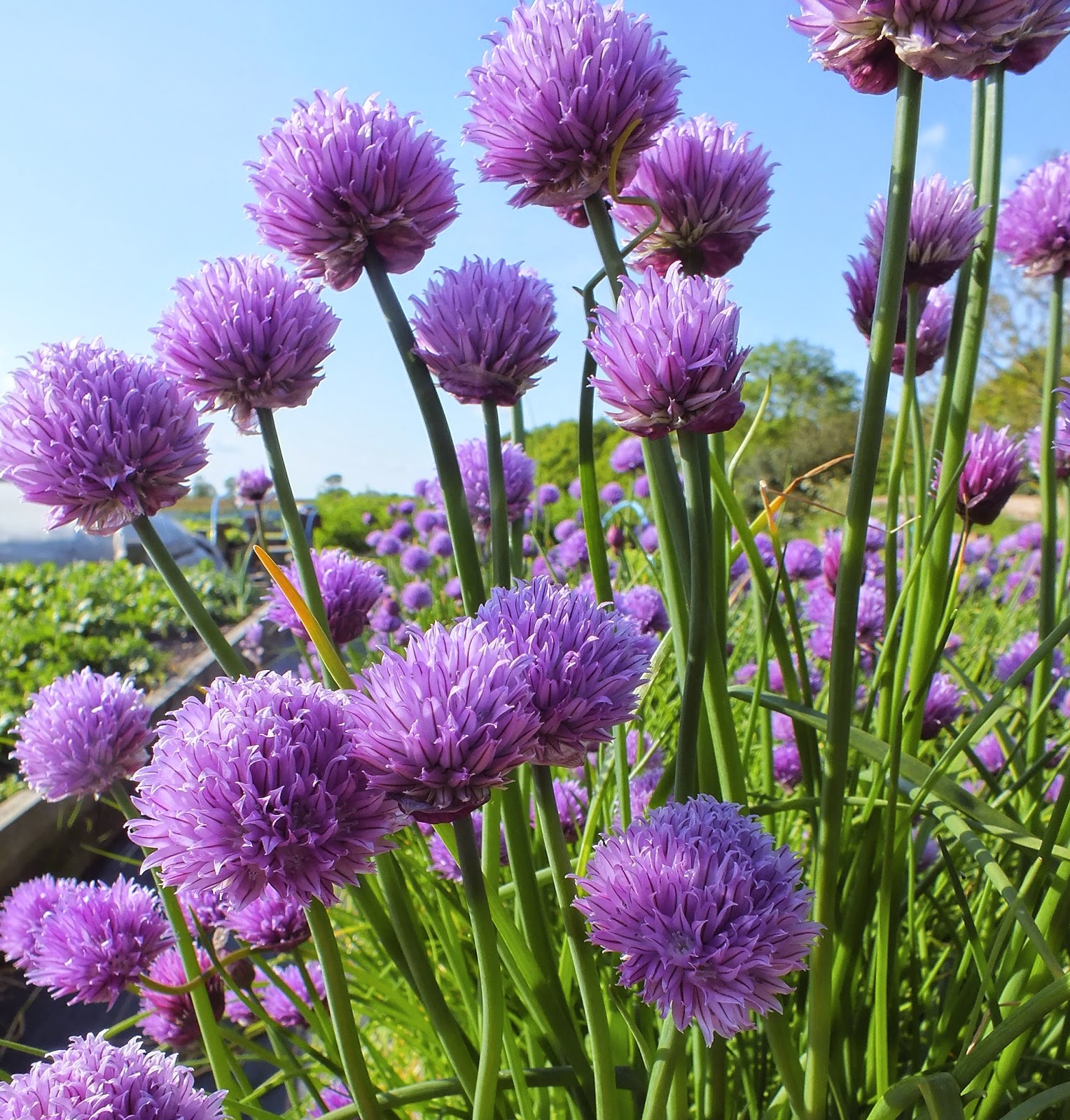 Edible flowers Chive flower vinegar.