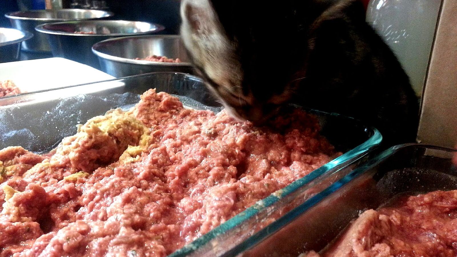 Raw Food Cats Cat Choices