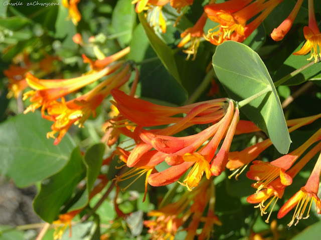 Wiciokrzew Browna Lonicera x brownii