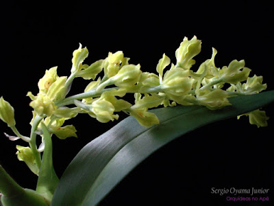 Orquídea Gomesa crispa