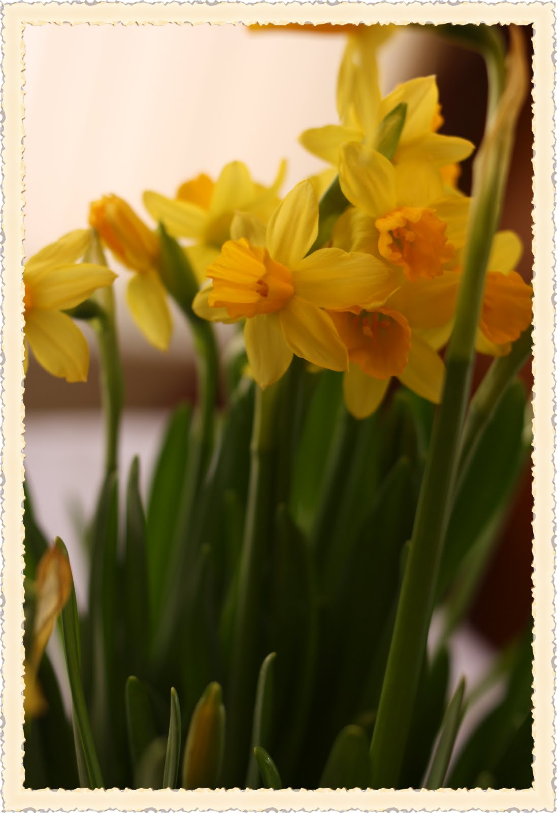 Rose FreshCut Friday 20 Daffodils