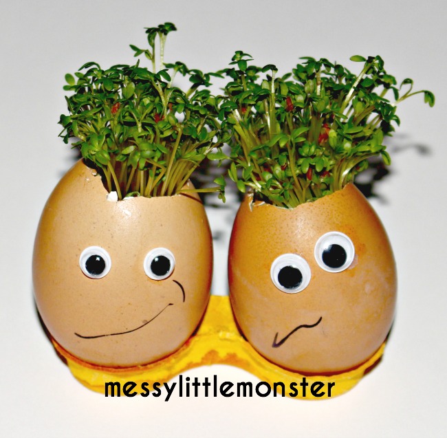 How to grow cress using cotton wool.  Simple science for toddlers and preschoolers.  Kids will love making cress heads using egg shells.