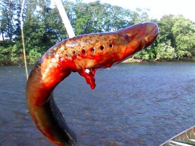 Американец на рыбалке выловил из воды «монстра» Американец на рыбалке выловил из воды «монстра»