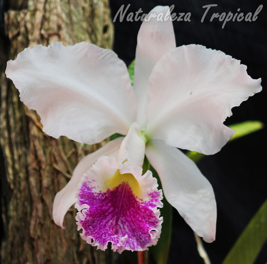 Flor blanca de una especie de orquídea del género Cattleya