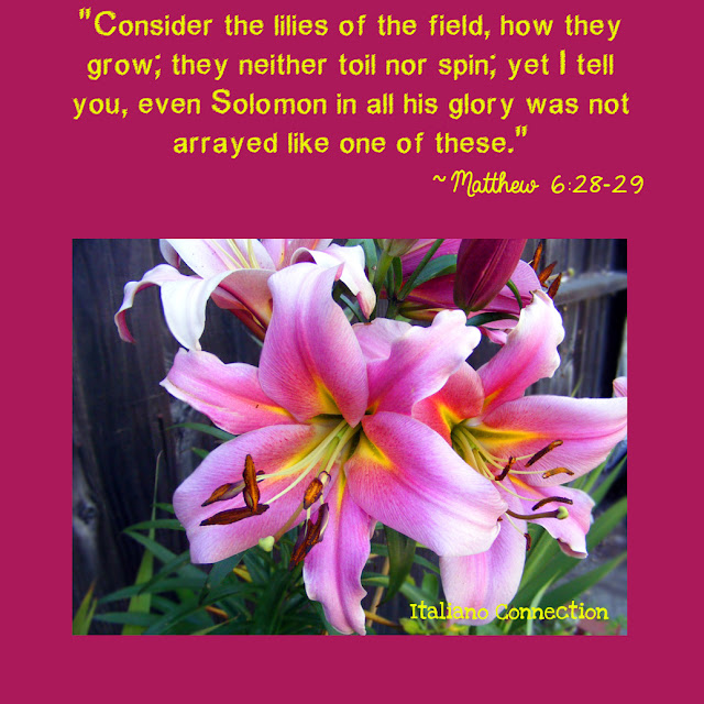 Consider the Lilies of the field, how they grow; Organic, Fragrant Lilies. 