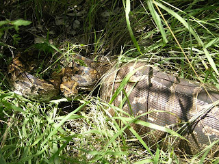 Ophidiophilia: Man-Eating Snakes
