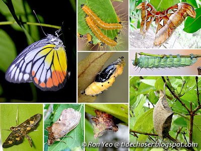Butterflies & Moths (Order Lepidoptera)