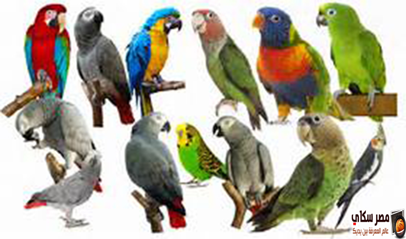 تعرف على أشهر أنواع الببغاوات بالصور والفديو Types of parrots