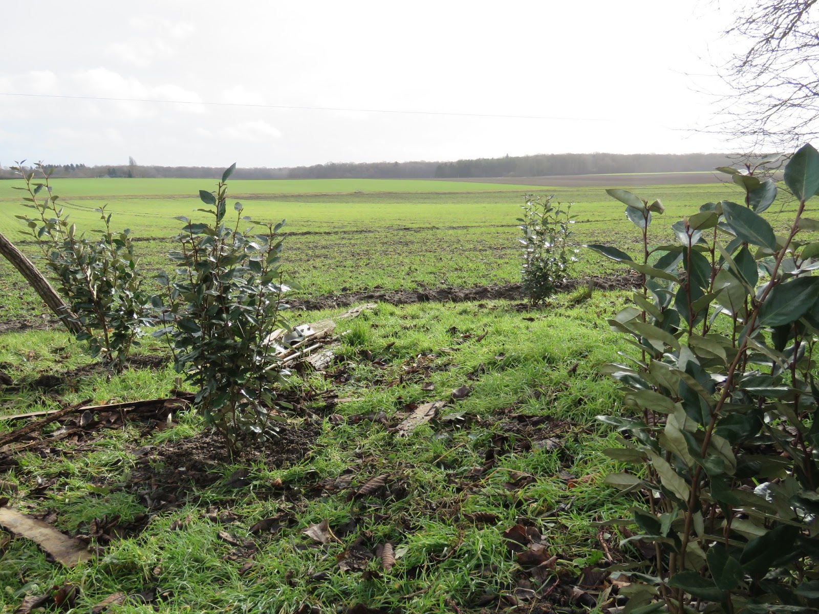Les Elaeagnus Ebbingei