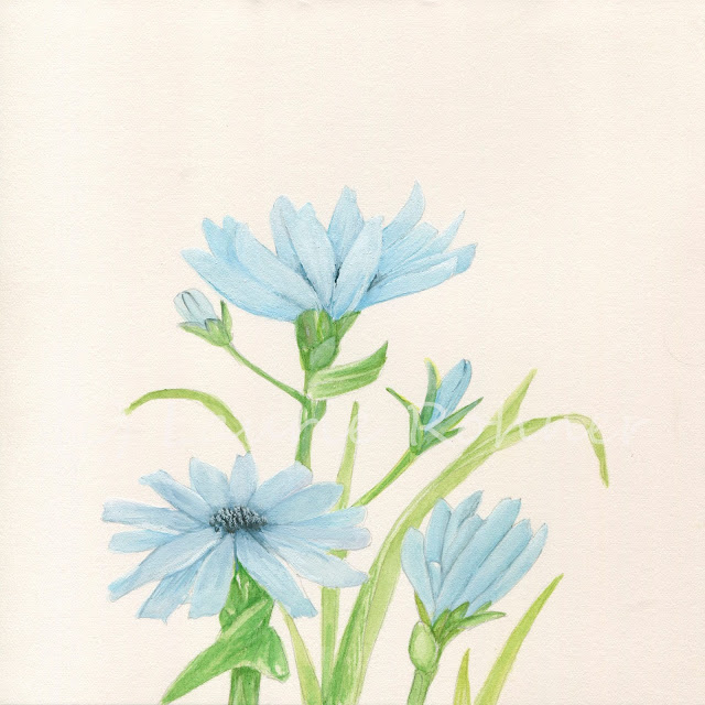 Blue wildflower watercolor of a pale blue cornflower 
