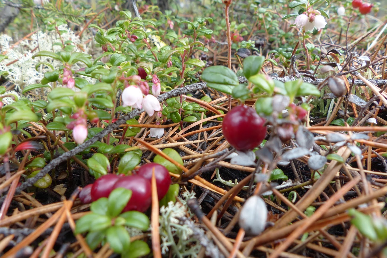 Yukon Wild Berries Cranberry