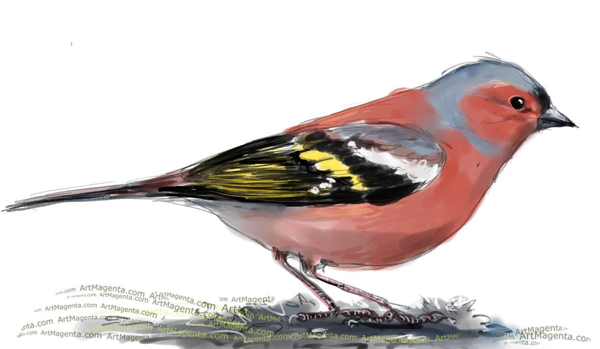 Chaffinch sketch painting. Bird art drawing by illustrator Artmagenta