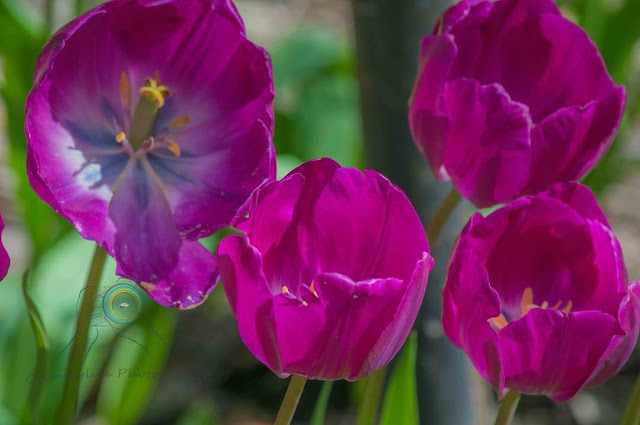 Hình ảnh hoa Tulip Tím & Ý nghĩa của hoa Tulip màu tím là gì?