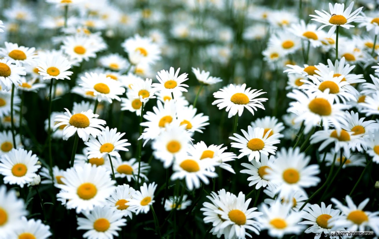 Daisy Flower Tumblr  Wallpaper Nation
