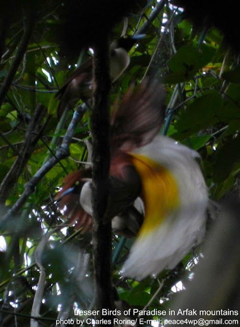 Lesser Birds of Paradise (Paradisaea minor) in Susnguakti forest