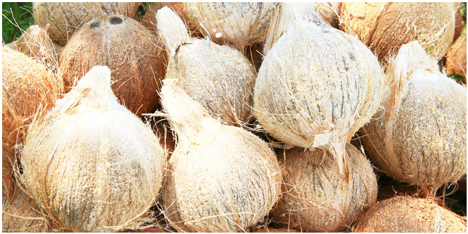 Jual Beli Butuh Kelapa Tua Kupas 700 Ton Minggu 2021
