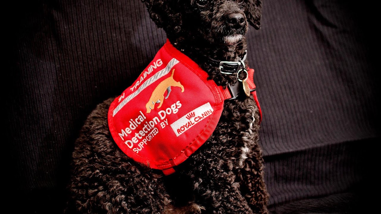 Peanut Allergies In Dogs Dog Choices